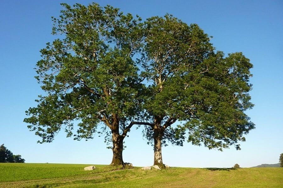 大きな木の画像